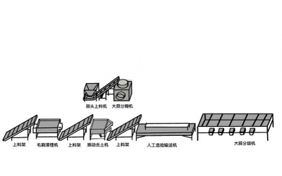 大蒜加工生产线